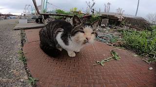 出会う猫が何故かみんな膝の上に乗ってくる猫の島