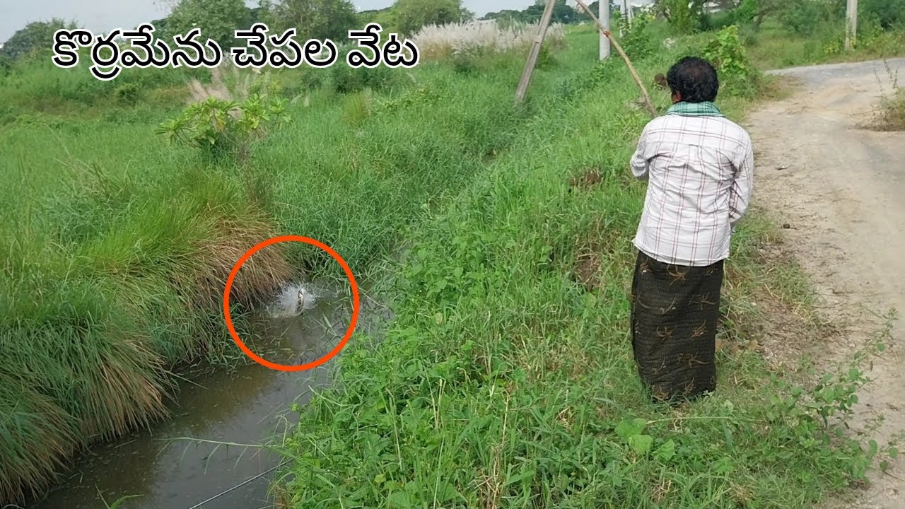 కొర్రమేను చేపల వేట ఒక్క పక్కి చేపతో 3 కొర్రమేను చేపలను కొట్టినం unbelievable Snakehead Fishing Video