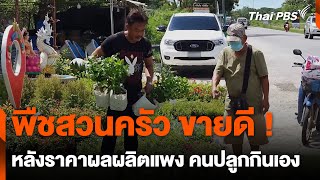 พืชสวนครัว ขายดี ! หลังราคาผลผลิตแพง คนปลูกกินเอง | วันใหม่ไทยพีบีเอส | 31 พ.ค. 67