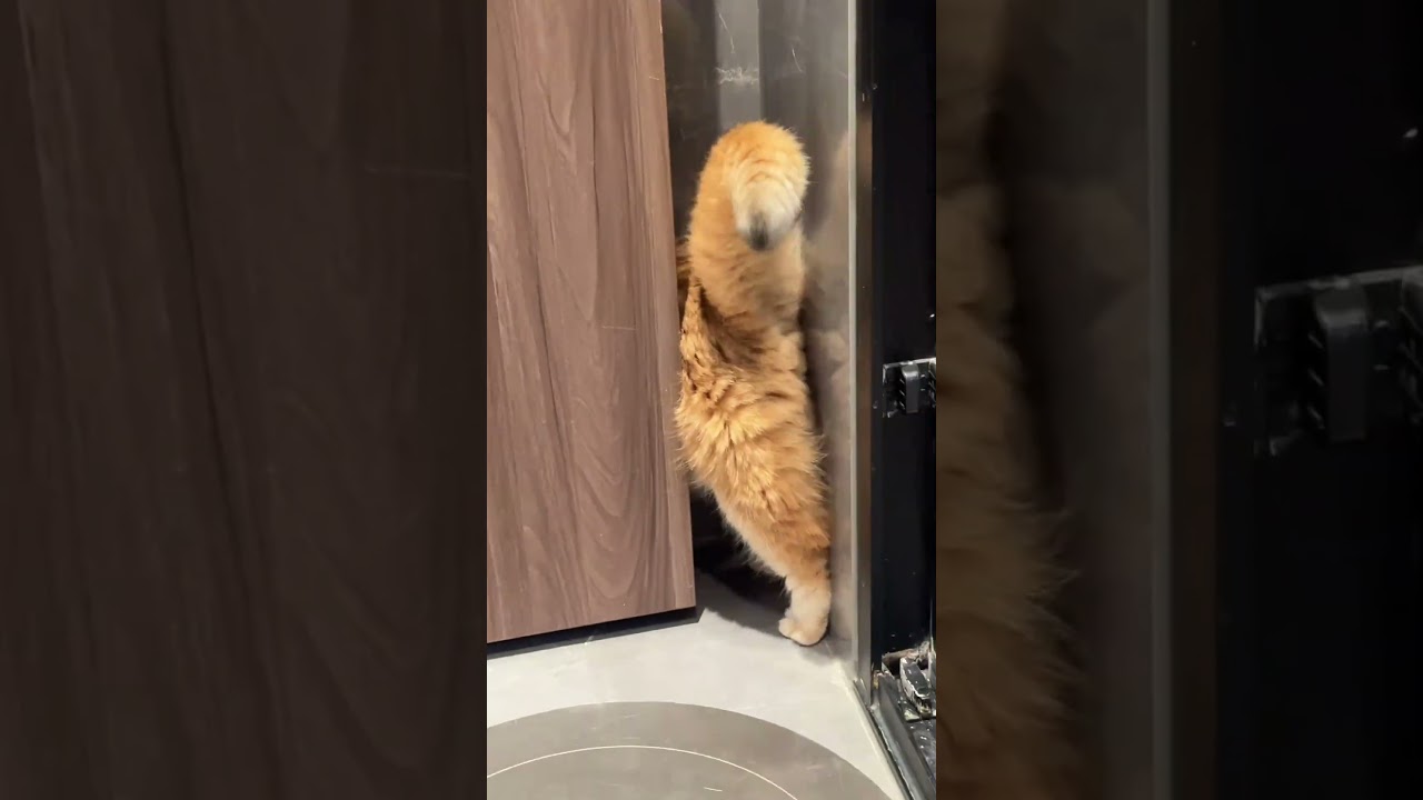 Идет задом наперед, милашка~~😂Walking backward cutie~~