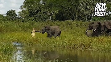 Crocodile puts death grip on elephant