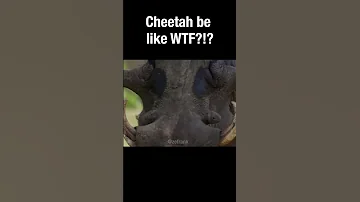 Cheetah be like WTF?!?