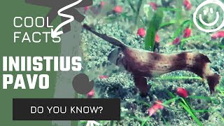 Iniistius pavo 🐠 peacock wrasse facts 🐟 blue razorfish 🐠