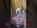 cute kitten loves to cuddle #video #viral #youtube #shortvideo #viralvideo