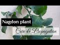Nagdon plant 🌱🌱 Care and Propagation