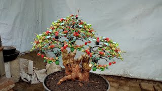 proses bonsai murbei istimewa naik pot