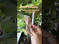 Pokok Ketapang. Boleh merawat kualiti air dalam akuarium. #followers #aquarium #highlights