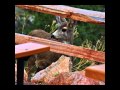 Cheyenne Mountain Zoo