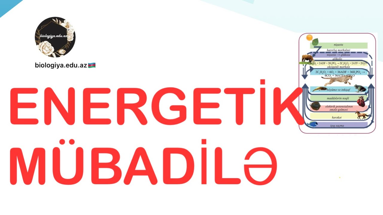 Energetik mübadilə #biologiya #biologia #biology #biologiyadersleri #energetikmubadile