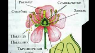 Презентация по уроку биологии Презентация по уроку биологии