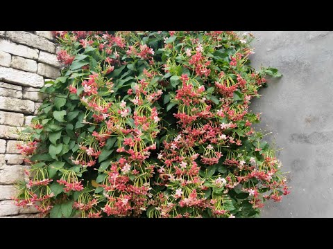 Video: Trumpet Vine Transplantation - När och hur man transplanterar en Trumpet Vine