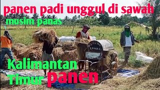 musim panas || Kalimantan Timur panen padi sawah musim panas tahun 2024