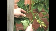 TomatoGrowing