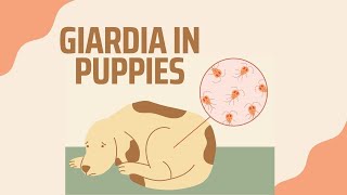 GIARDIA IN PUPPIES: EVERYTHING YOU'LL NEED TO KNOW | Dog Breeder Recommendations #Giardia #doglover by X-Designer Breeds 739 views 1 year ago 7 minutes, 42 seconds