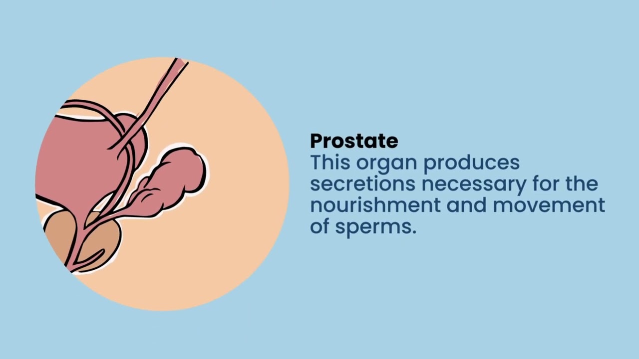 The Male Reproductive System
