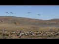 At The Sound Of A Whistle, The Cranes Arrive For Their Meal | iPanda