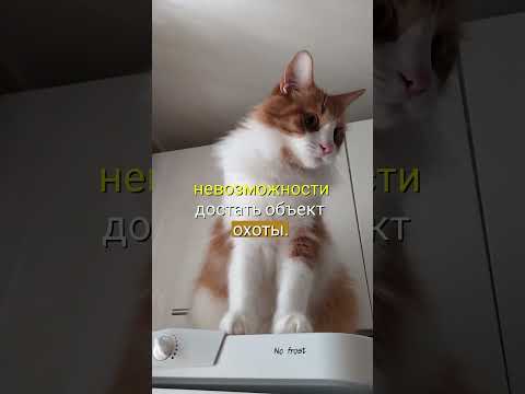 «Смертельный укус» кошки! #cats #funny #viral #shortsviral #котики
