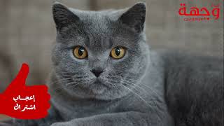وثائقي قصير I القط الأزرق الروسي الشهير