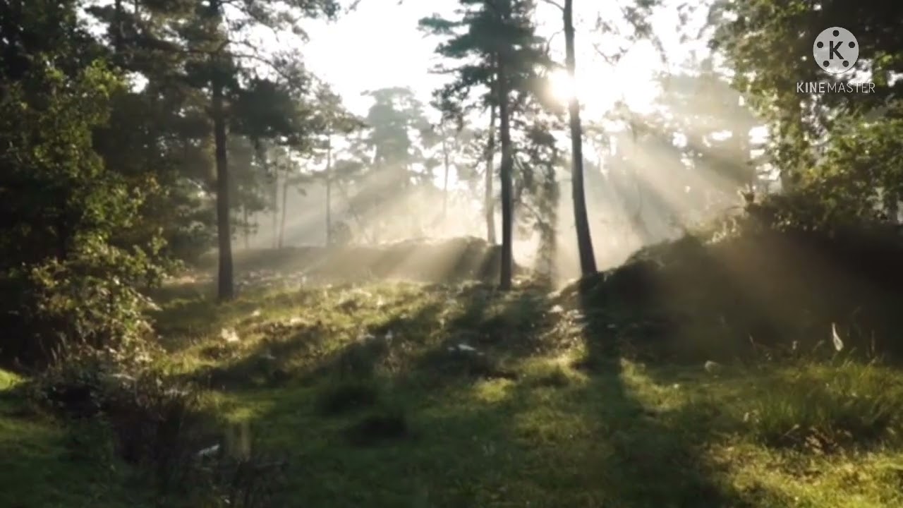 Relaxing Music for Quarantine, Healing Music, Meditation Music, Sleep Music, Zen, Study Music