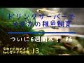 【アクアリウム】水換え簡単！ドリンクサーバーでメダカ稚魚飼育 #6【初心者メダカ水槽13】