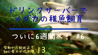 【アクアリウム】水換え簡単！ドリンクサーバーでメダカ稚魚飼育 #6【初心者メダカ水槽13】