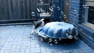 Crazy Dog Chasing Bubbles
