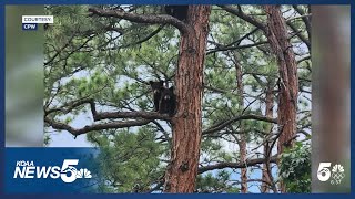 Bear cubs orphaned over the summer will be released into the wild Thursday