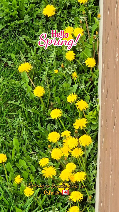 🌼🌱Spring's sprung in Oshawa.Ontario , Canada 🇨🇦 #shorts #youtubeshorts #canada