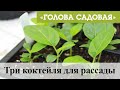 Голова садовая - Три коктейля для рассады