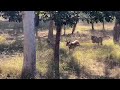 TIGER ATTACK TIGER VS DEER TWO TIGERS CHASING TO KILL DEER DEER DESPERATELY TRYING TO LIVE TIGER ATTACK TIGER VS DEER TWO TIGERS CHASING TO KILL DEER DEER DESPERATELY TRYING TO LIVE