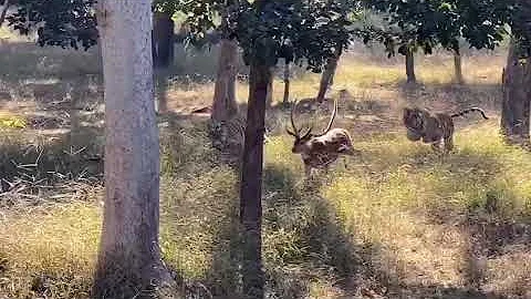 TIGER ATTACK | TIGER VS DEER | TWO TIGERS CHASING TO KILL DEER | DEER DESPERATELY TRYING TO LIVE