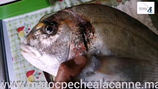 Pêche au Maroc Vlog3 : هذه هي الطريقة لي حظرت بها السمك ديال زريقة لي كانت ضمن حصيلة الصيد بالليل