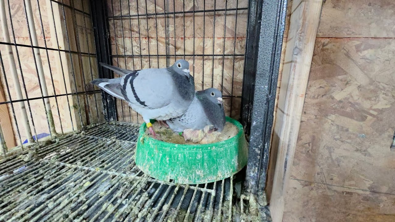 VLOG 65| NABUO KAYA ANG ITLOG NI GUARDIAN DEITY AT JAZZY ? | #kalapatids #pigeon #racingpigeon 