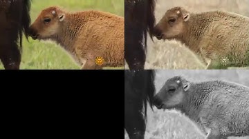 Automatic Colorization Using Deep Learning