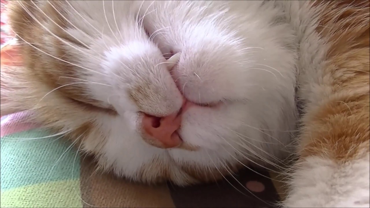 凄い 眠そうな猫におはようと言ったらこうなった 猫との会話を楽しむ動画 Conversation With A Cat Youtube