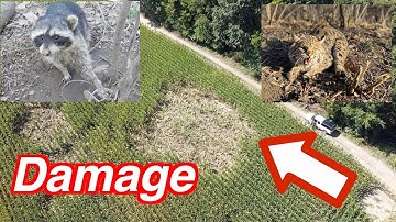 BACKYARD Trapline (Multi Species)