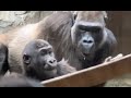 Baby gorilla playing  kayembe gorillas