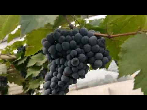 Man Turns Terrace In City Home Into a Lush Vineyard, Harvests 250 Kilos of Grapes