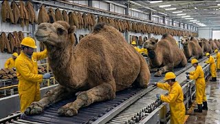 Full How Luxury Jackets Are Made from Camel Inside World's Largest Leather Factory (Full Process) News