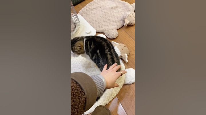 一只超喜欢被人玩尾巴的小猫咪#Shorts｜李喜猫