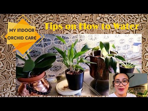 Video: Phalaenopsis Orchid: larawan, pangangalaga sa bahay, mga sakit sa bulaklak at paggamot nito