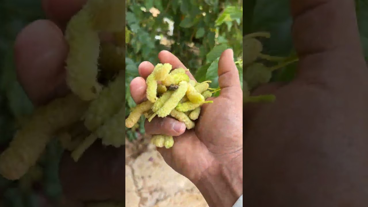 اخطاء التوت بحكم ان اوراقه تشابه الا فروقات بسيطة اللي خَبير يبين له الفرق فقط اللي مايعرف نادر يفرق