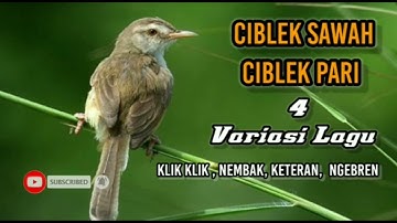 CIBLEK SAWAH / CIBLEK PARI / PRENJAK KLIK  ( VARIASI 4 LAGU )