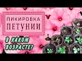 ПИКИРОВКА петунии .В каком возрасте?