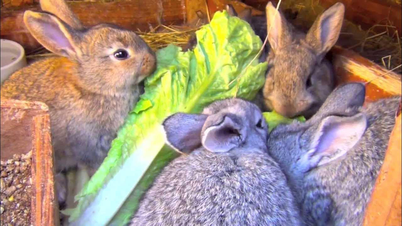 Включи видео кролики