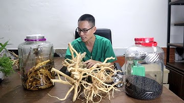 NGÂM RƯỢU ĐINH LĂNG ĐÚNG CÁCH_ LỜI KHUYÊN TỪ THẦY THUỐC