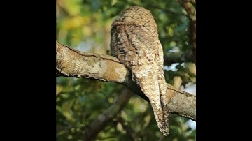 potoo birds | #shorts #science #facts