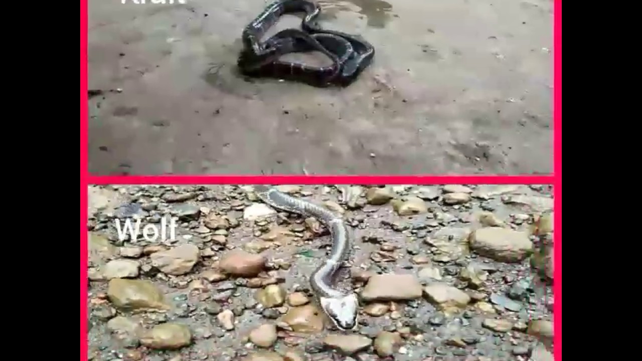 video phone beyonce mp3 Krait & Wolf Snake-सरिखा दिखता हे दोनों साप (PG) 7756869583