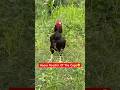 Wow So Heavy Rooster😲🐓#shorts #rooster #viralvideo #youtubeshorts