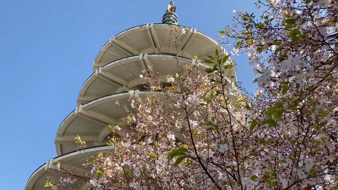 Peace Pagoda & Cherry Blossom Trees Japantown Peace Plaza San